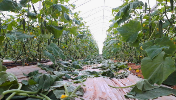 Thuc tap sinh nong nghiep tai Israel