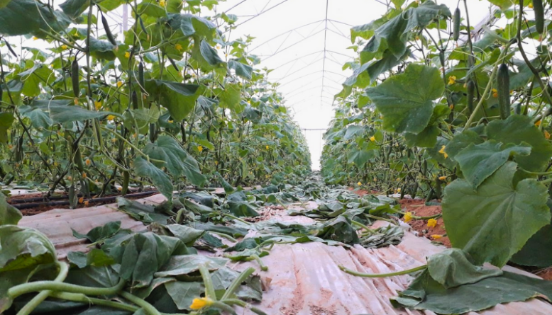 Thuc tap sinh nong nghiep tai Israel